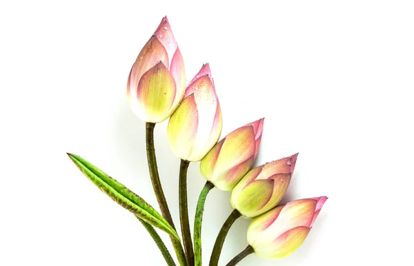 Krásné Lotosový Květ Izolované Bílém Pozadí — Stock fotografie