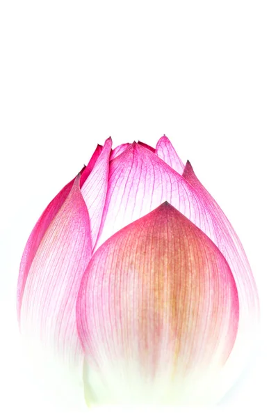 Lotus Květ Izolované Bílém Pozadí — Stock fotografie
