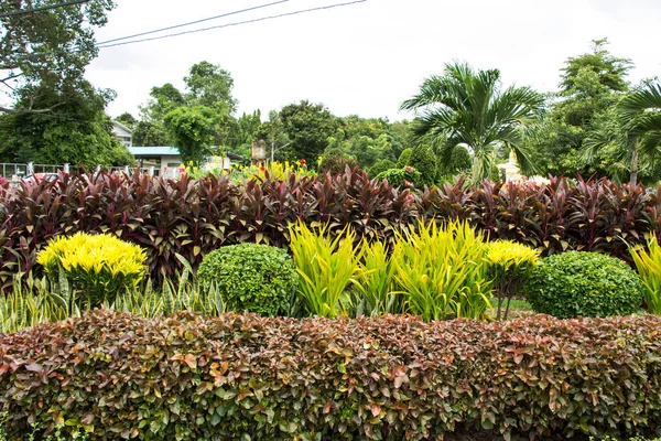 Cordyline Fruticosa Jardim Tropical — Fotografia de Stock