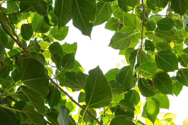 Close Folhas Árvore Fig Sagrada Também Chamada Árvore Pipal Bohh — Fotografia de Stock