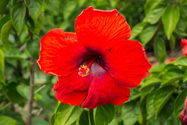 Hibiskus Schizopetalus Lub Coral Hibiscus — Zdjęcie stockowe