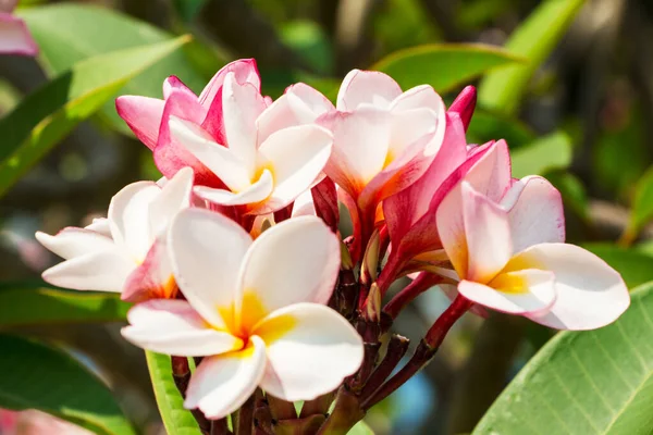 Vita Blommor Palmbuskar — Stockfoto