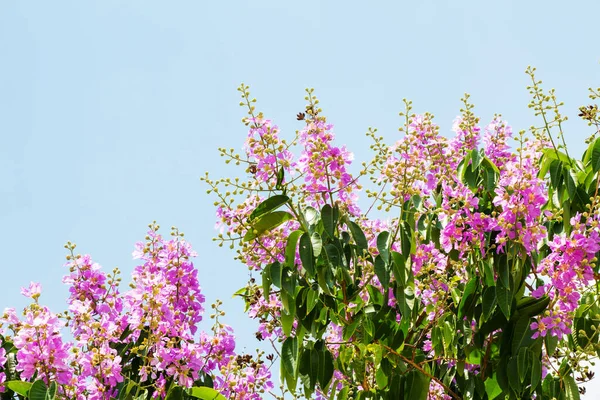 Pink Little Flowers Branch — Stock Photo, Image