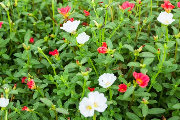 Rózsaszín Kis Virágok Ágon — Stock Fotó