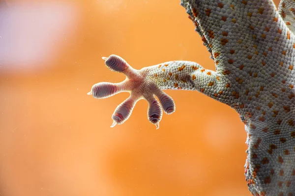 Tokay Gecko Gekko Gecko Isolado Fundo Branco — Fotografia de Stock