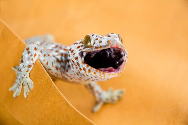 Tokay Gecko Gekko Gecko在白人背景下被隔离 — 图库照片