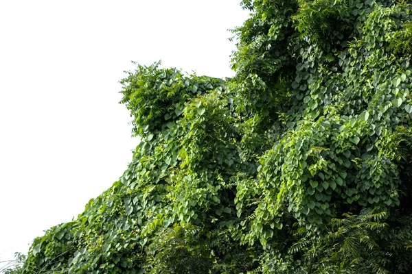 Green Leaves White Background — Stock Photo, Image