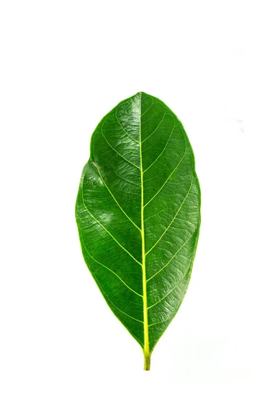 Jack Fruit Leaves Isolated White Background — Stock Photo, Image