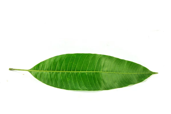 Mango Leaf Close Shot — Stock Photo, Image