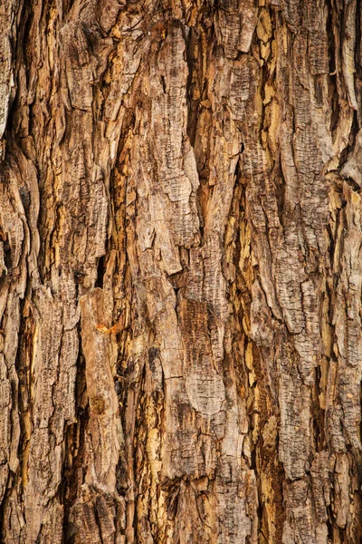 Brązowe Tło Pnia Drzewa Zdjęcie Stockowe