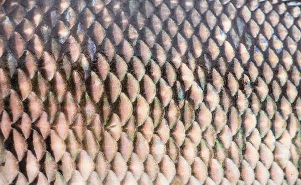 Textura Del Pescado Crudo Gris — Foto de Stock