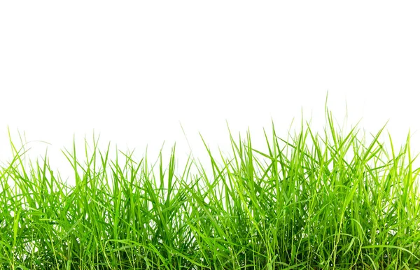 Green Grass White Background — Stock Photo, Image