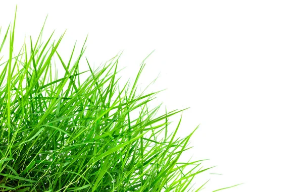 Fresh Spring Green Grass Isolated White Background — Stock Photo, Image