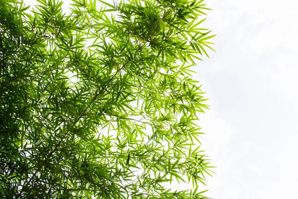 Bamboo Leaves Close Shot — Stock Photo, Image