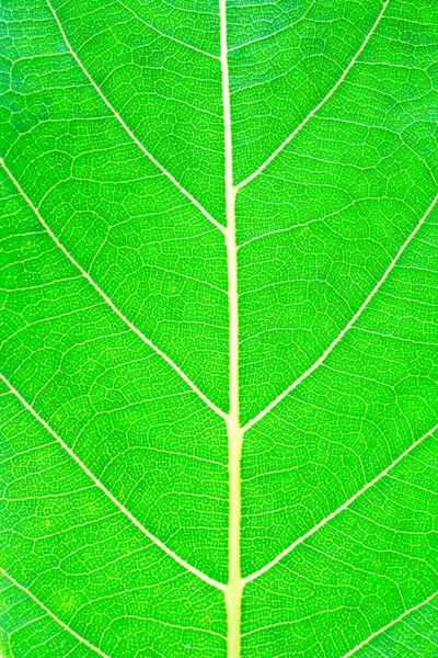 Δέντρο Cassod Ταϊλανδός Χάλκινος Θάλαμος Senna Siamea — Φωτογραφία Αρχείου