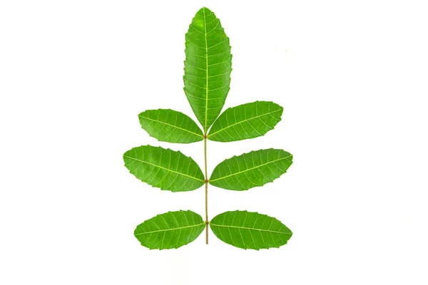 Green Leaves White Background — Stock Photo, Image