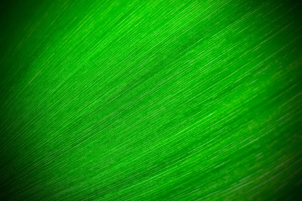 Hoja Verde Fresca Como Fondo —  Fotos de Stock