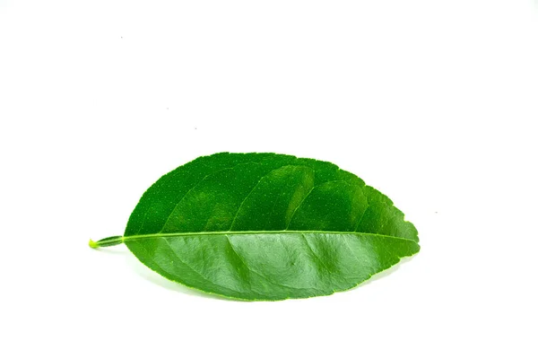 Green Leaf Isolated White Background — Stock Photo, Image