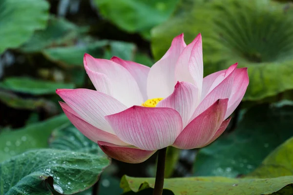 川の庭にピンクの蓮の花 — ストック写真