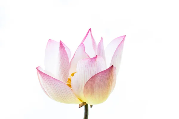 Lotus Isolé Sur Fond Blanc — Photo