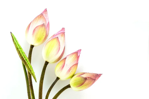 Beyaz Arkaplanda Izole Nilüfer Çiçeği — Stok fotoğraf