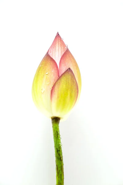 Prachtige Lotus Geïsoleerd Witte Achtergrond — Stockfoto