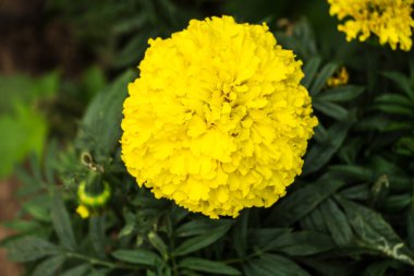 Bahçede güzel çiçekler 