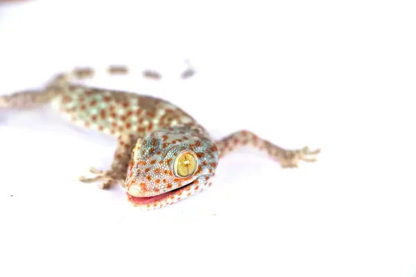 Tokay Gecko Gekko Gecko Isolated White Background — Stock Photo, Image