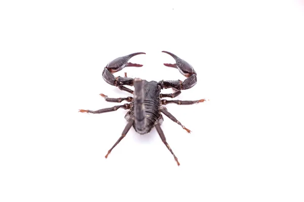 Musta Skorpioni Valkoinen Eristetty — kuvapankkivalokuva