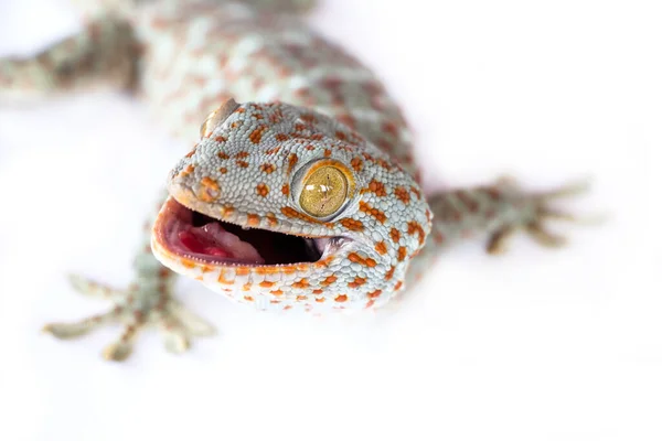 Gecko Επίσης Ονομάζεται Τείχος Gecko — Φωτογραφία Αρχείου