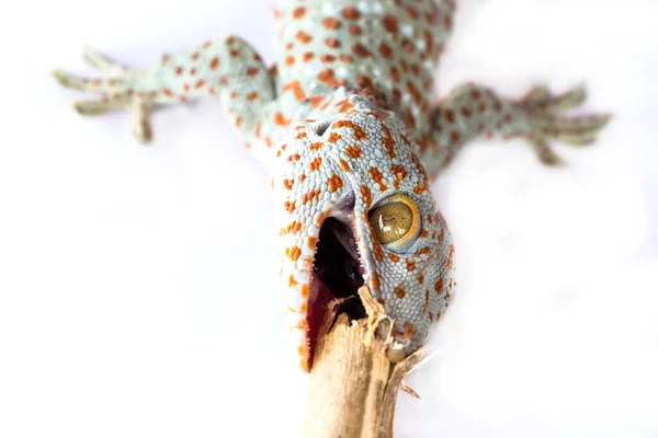 Foto Gecko Aislado — Foto de Stock