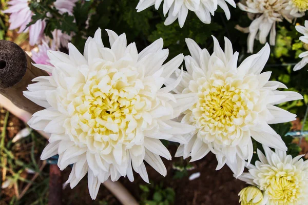 Schöne Blumen Garten — Stockfoto