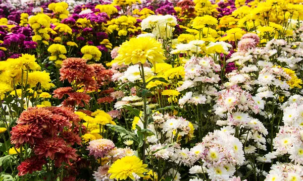 Belles Fleurs Sur Jardin — Photo