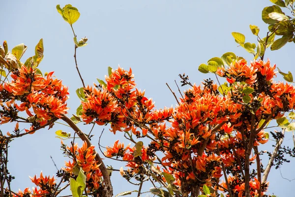 Butea Orange Monosperma Flowers — Stock Photo, Image
