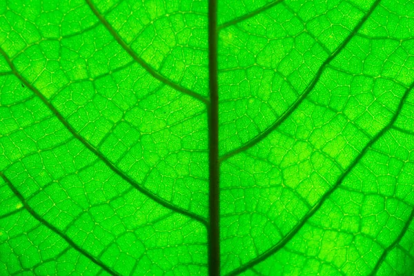 Zielony Liść Tekstury Makro — Zdjęcie stockowe