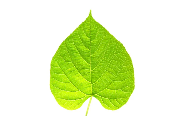 Зелений Лист Формі Серця Символізує Любов Довкілля — стокове фото