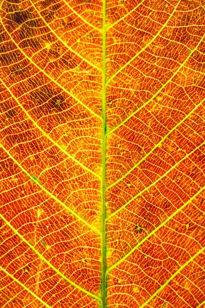 Цветной Фон Осеннего Листа — стоковое фото