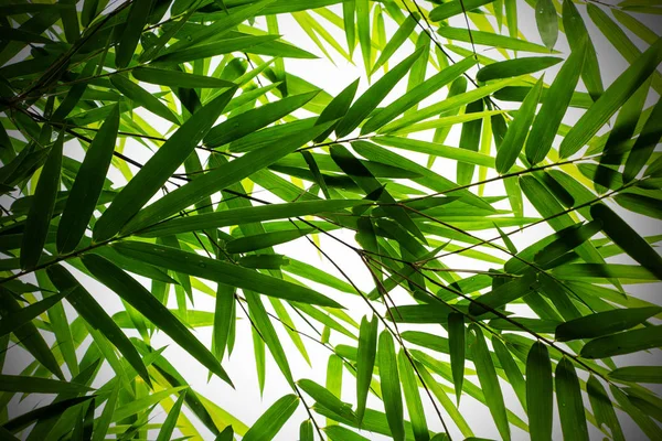Bambus Verlässt Hintergrund Nahaufnahme — Stockfoto