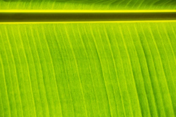 Bananeira Verde Folha Fundo — Fotografia de Stock