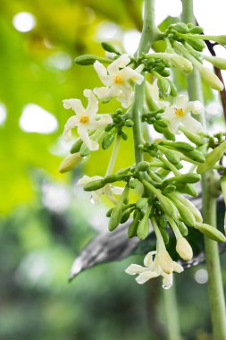 Papaya çiçekleri ve tomurcukları