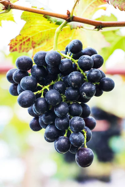 Roter Traubenstrauß Weinstock Mit Grünen Blättern — Stockfoto