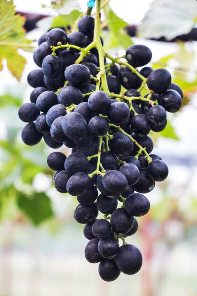 Grande Grupo Uvas Vinho Tinto Pendurar Uma Videira Quente Grumos — Fotografia de Stock