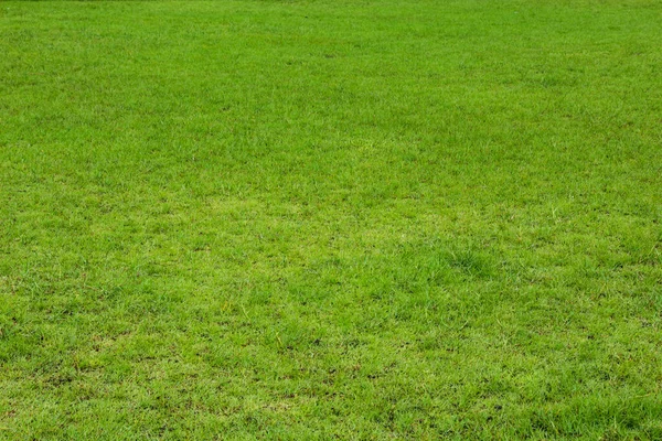 Grönt Gräs Bakgrund Struktur — Stockfoto