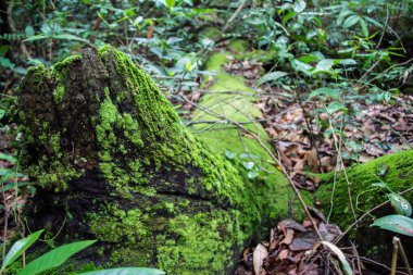 Bakir ormandaki yosun zemini, yosunlara elle odaklan.