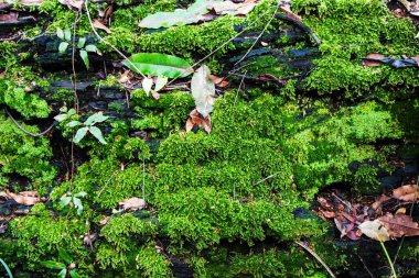 Bakir ormandaki yosun zemini, yosunlara elle odaklan.