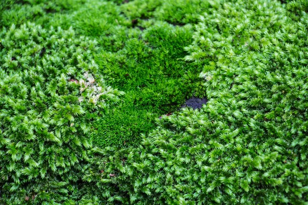 Pavimento Muschio Nella Foresta Vergine Messa Fuoco Manuale Sul Muschio — Foto Stock