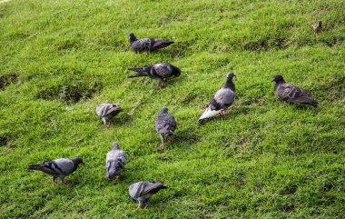 çimenlerin üzerinde duran güvercinler