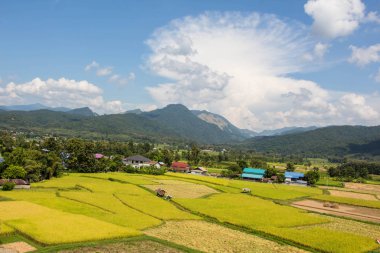 Altın Pirinç Tarlası ve Nan Khun.Nan Rice Terasları, vi