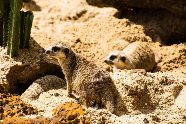 Meerkat Suricado Pequeno Mongoose — Fotografia de Stock