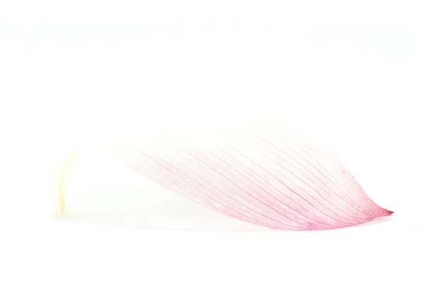 Lotus Petal White Background — Stock Photo, Image